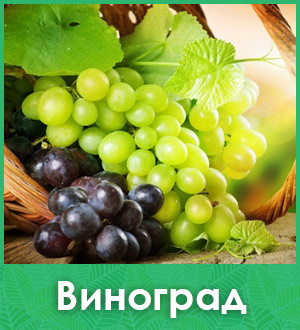 Виноград саженцы купить