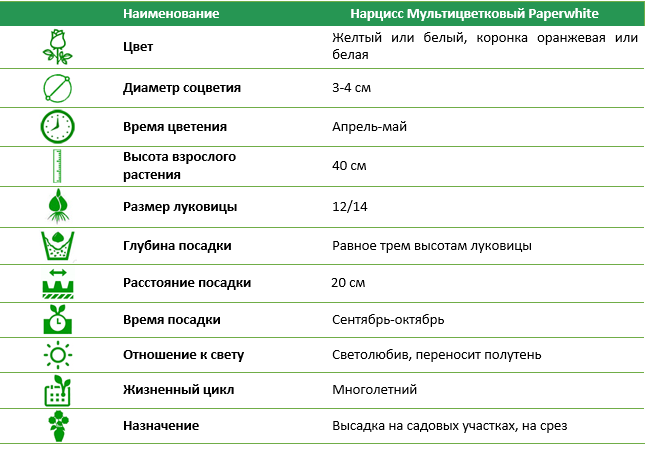 Нарцис мультицветочный Paperwhite
