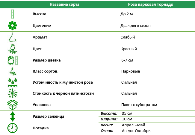 Роза парковая Торнадо (Tornado)