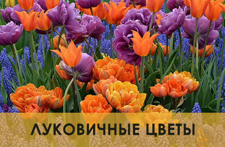Луковичные цветы луковицы цветов