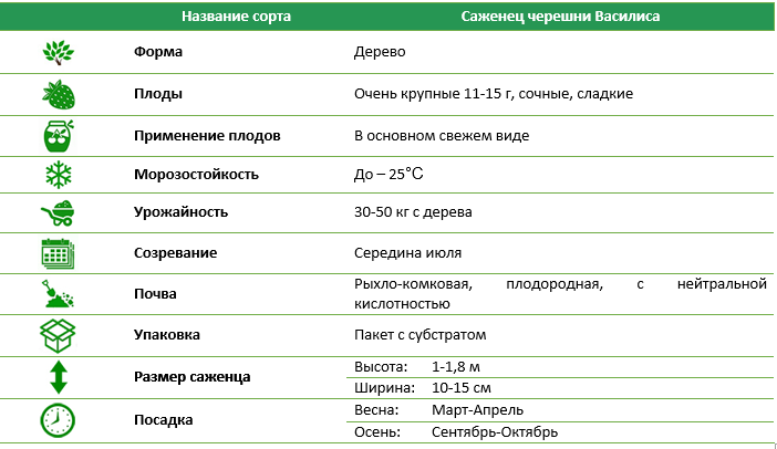 Черешня Василиса 1