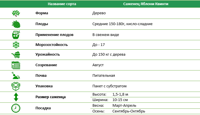 Яблуня Квінті