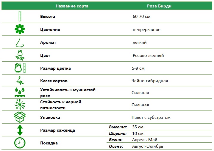 Бирди.jpg
