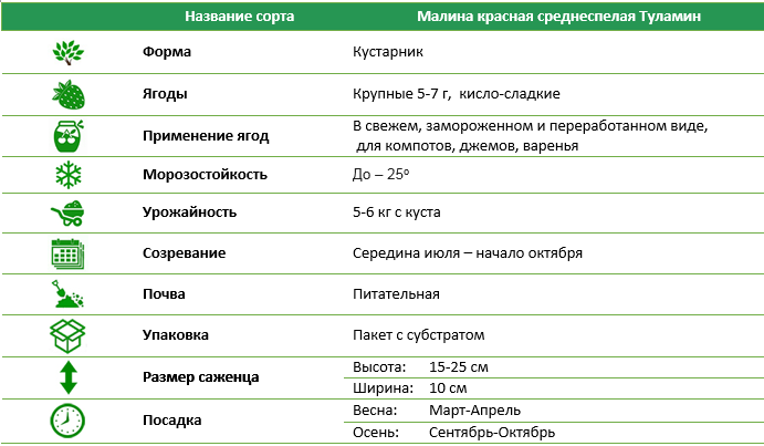Малина червона середньостигла Туламін