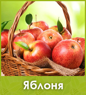 Яблоня саженцы