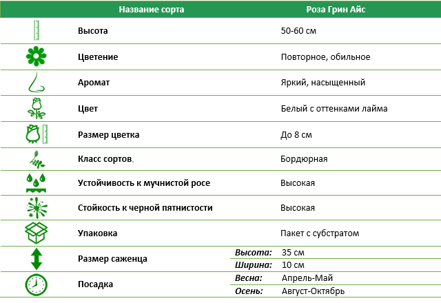 Роза бордюрная Грин Айс (Green Ice)