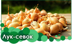Лук-севок Заказать лук севок на весну