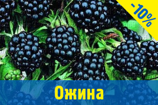 Ожина саджанці