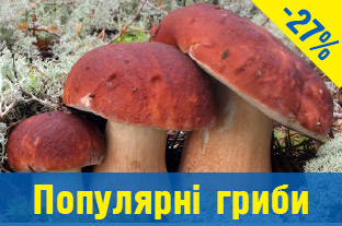 Грибы мицелий