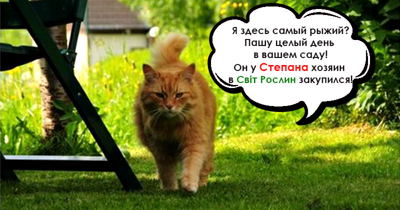 Кот-садовод
