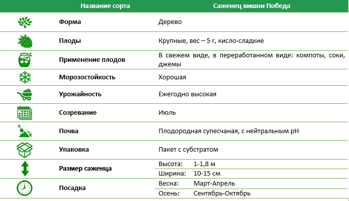 Вишня Победа