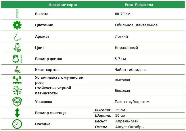Рафаэлла.jpg