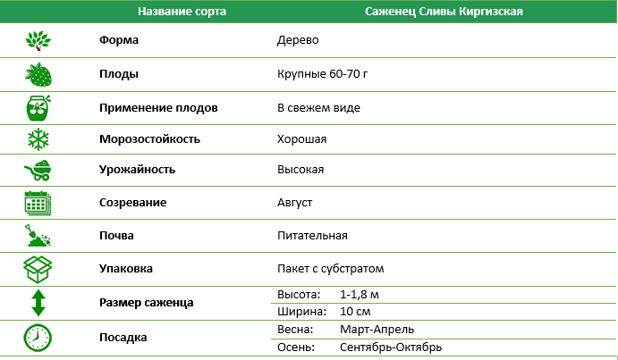 Слива Киргизская