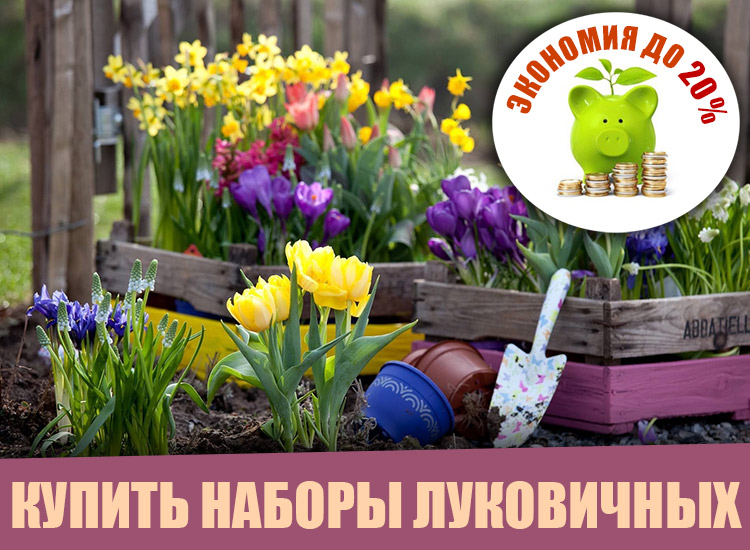Наборы луковичных купить