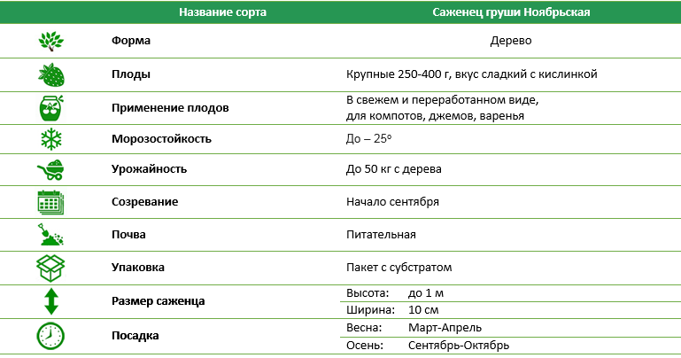 Роза плетистая Фемили Пинк (Family Pink)
