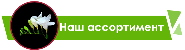 Передзамовлення на цибулинні рослини вже діє!