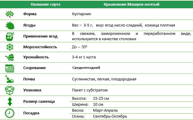 Крыжовник Машуня желтый