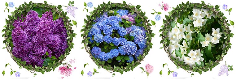 Уличные растения