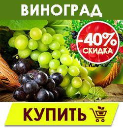 Финальная распродажа саженцев плодовых кустарников!