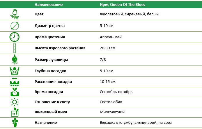 Ирис Queen Of The Blues