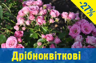 Дрібноквіткові троянди