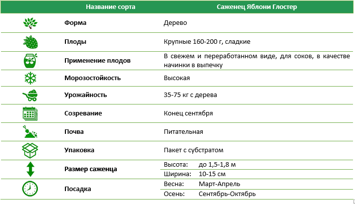 Яблуня Глостер