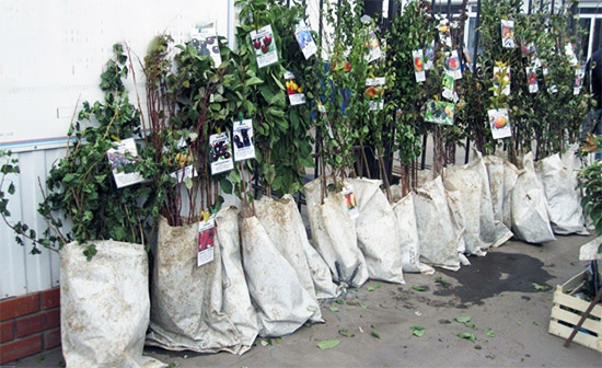 Саженцы маркировка