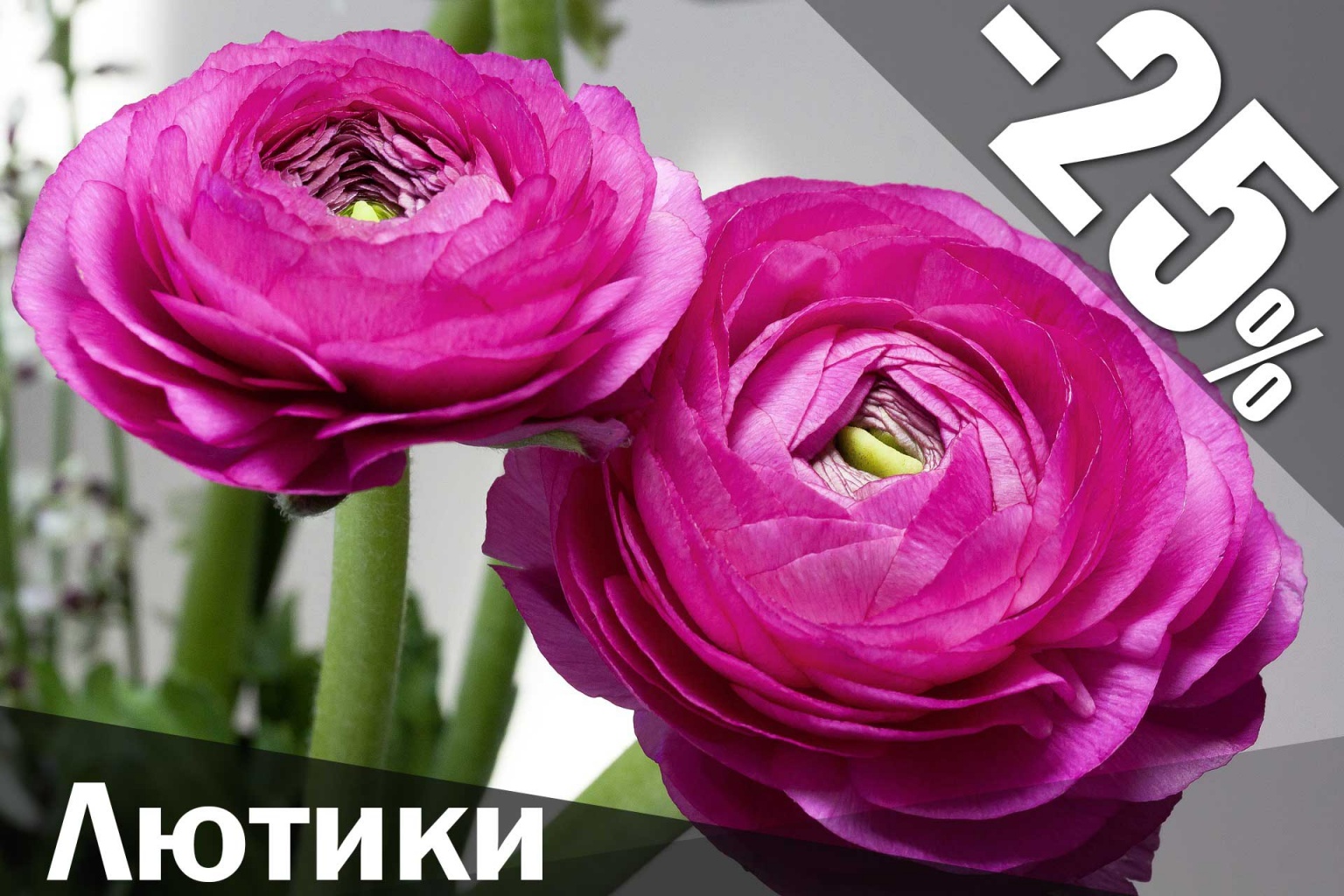 Лютику купить