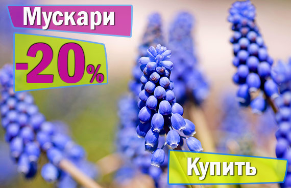 Мускари купить
