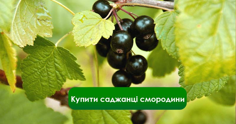 Купити саджанцы смородини