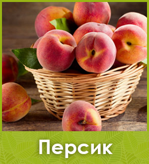 Саженец персика
