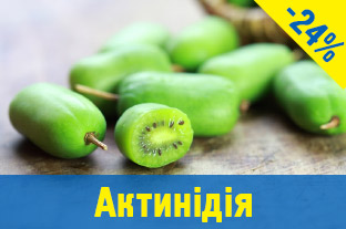 Актинідія