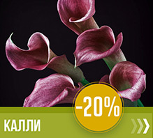 Калли купити