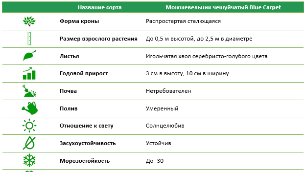 Можжевельник скальный Blue Carpet