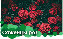 Саженцы роз Розы саженцы предзаказ на весну