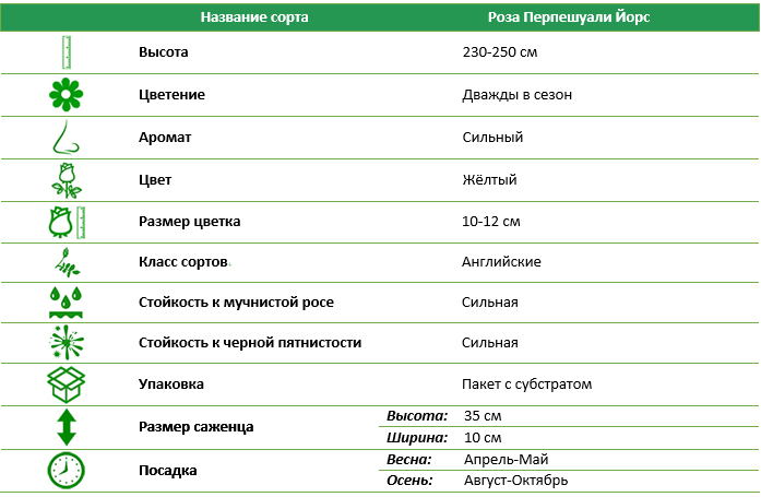 Роза английская Перпешуали Йорс (Perpetually Yours)