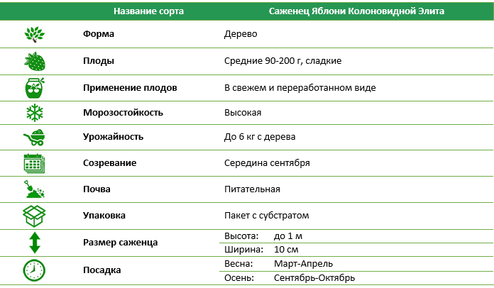 Яблоня колоновидная Элита