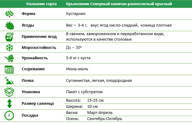 Крыжовник Северный капитан раннеспелый красный