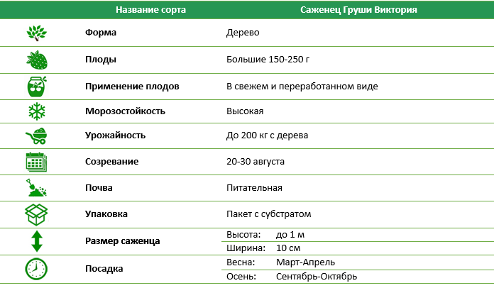 Груша Виктория