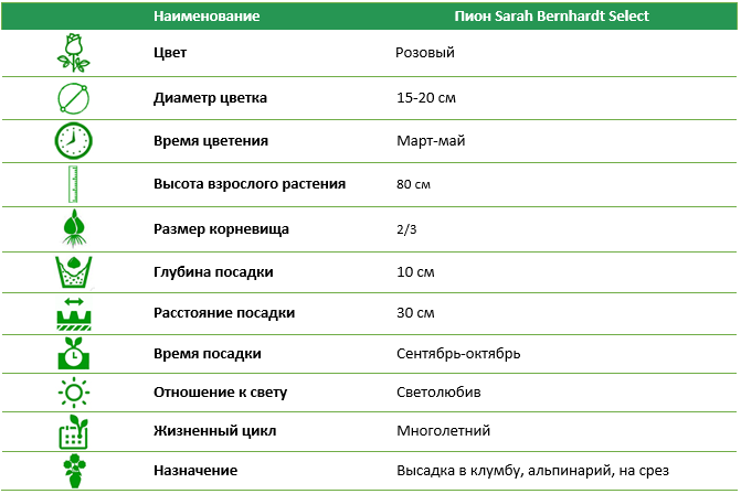 Пион Sarah Bernhardt Select