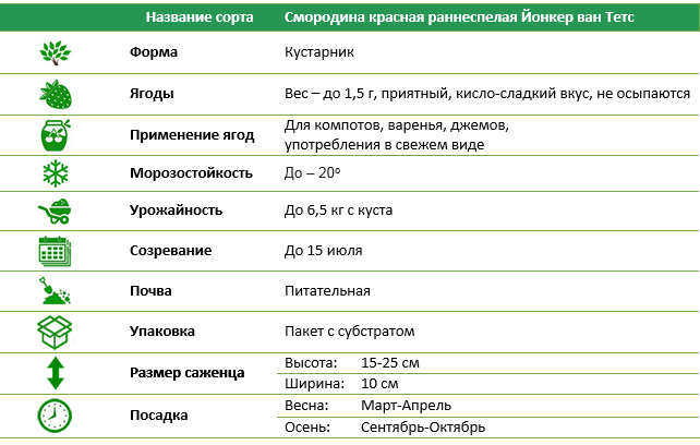 Саженец Поречки Джонкер Ван Тетс