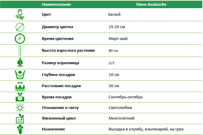 Пион Avalanche