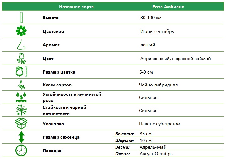 Амбіанс.jpg