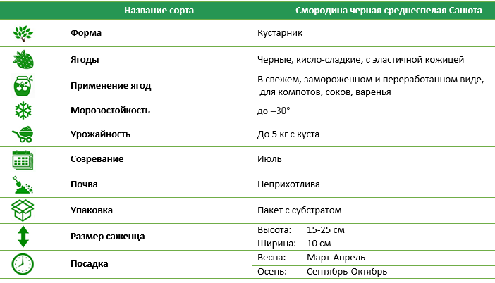 Смородина черная среднеспелая Санюта З шт