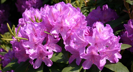 chomu_ne_roste_rododendron.jpg
