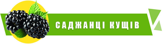 плодово-ягідні кущі купити