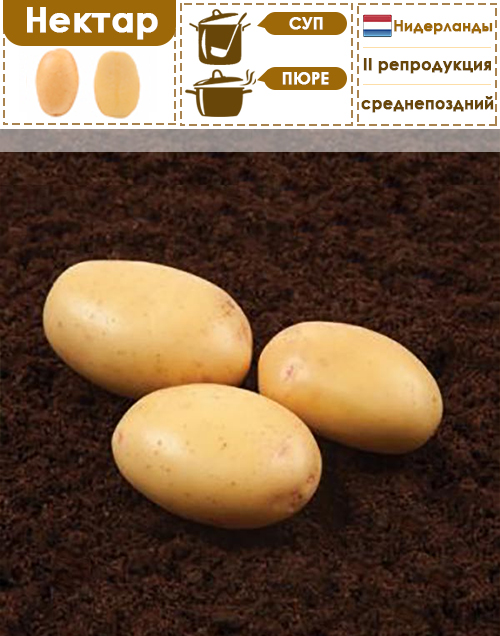 Нектар семенной картофель