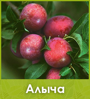Алыча саженцы