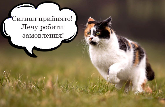 Кіт біжить