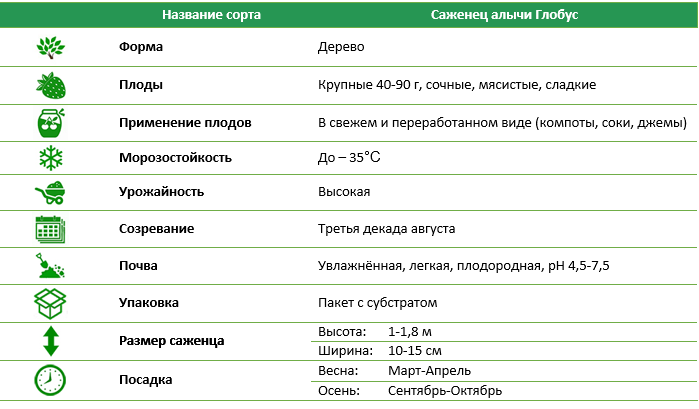 Саженец алычи Глобус